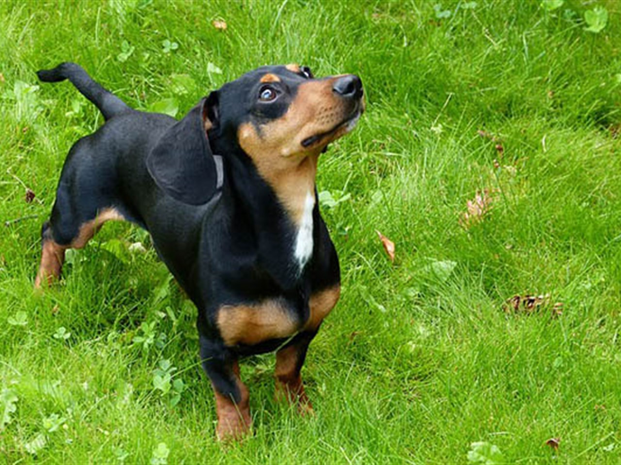 Dachshund puppies in our program